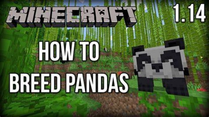 How do i breed pandas in minecraft