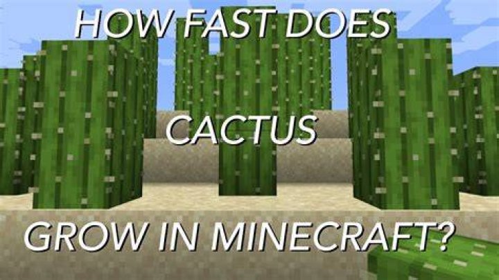 How long for cactus to grow minecraft