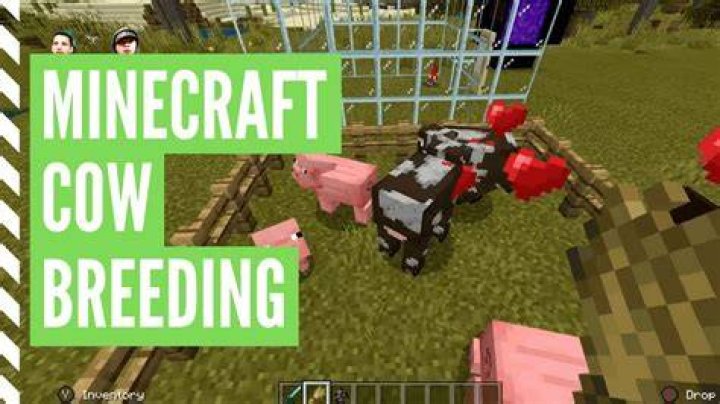 How to feed a cow in minecraft