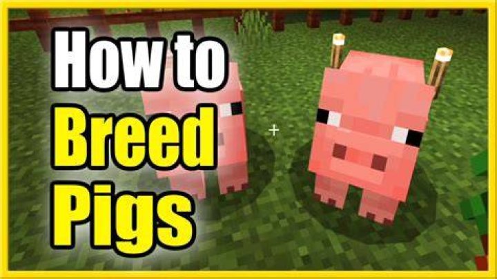 How to make pigs breed in minecraft