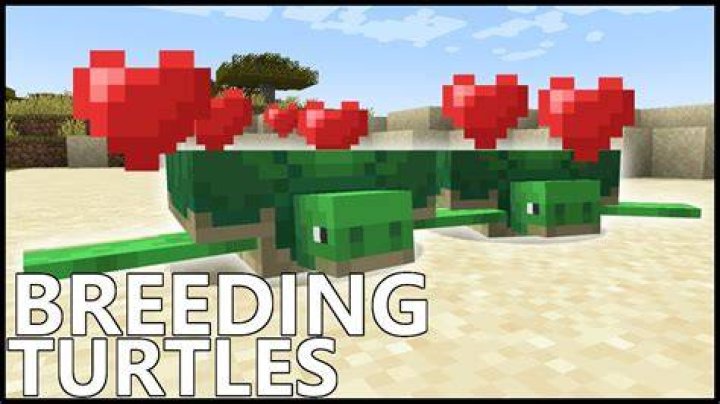 How to make turtles breed in minecraft