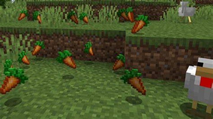 What to do with carrots in minecraft